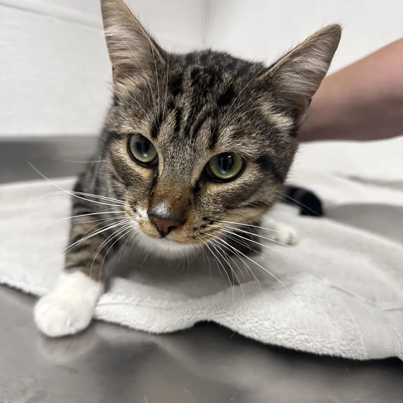 A young large-sized male Brown / Chocolate Domestic Medium Hair cat named Branch for adoption in Henderson, NV