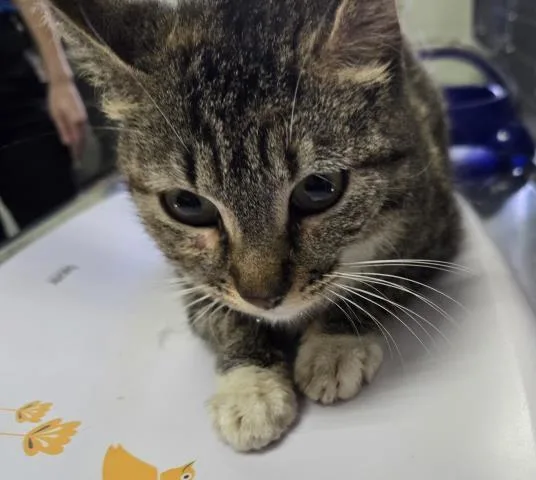 A young medium-sized female Domestic Short Hair cat named Miss Molly for adoption in Pensacola, FL
