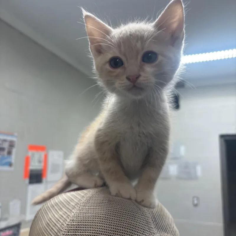 A baby small-sized male White Domestic Short Hair cat named Bert for adoption in Clanton, AL