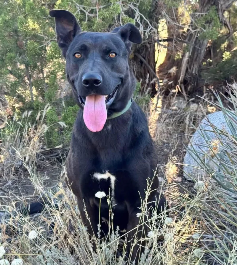 An adult large-sized male Mixed Breed dog named Mars for adoption in SPRINGFIELD, OH