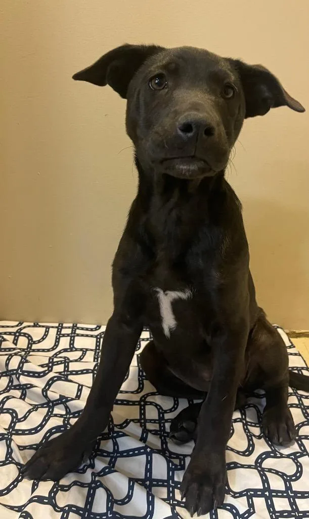 A baby large-sized female Mixed Breed dog named Lamb for adoption in Thousand Oaks, CA