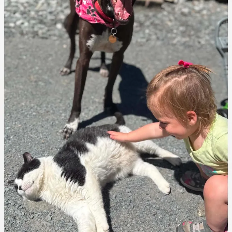 An adult large-sized male Black Domestic Short Hair cat named George for adoption in Middlebury, VT