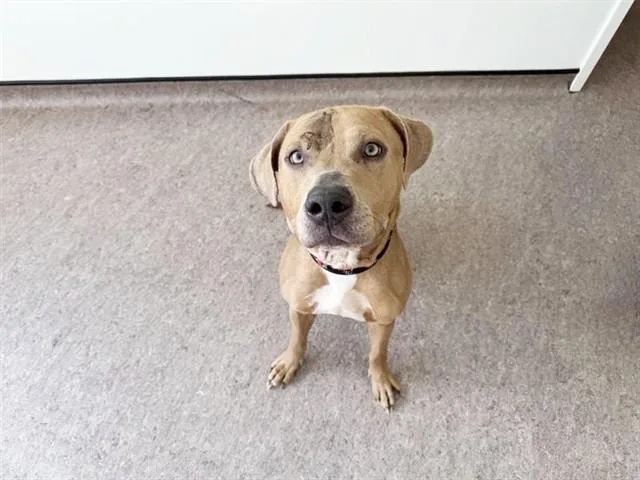 Niko