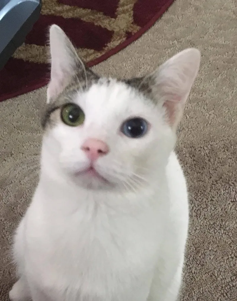 A senior medium-sized male White Domestic Short Hair cat named Bowie for adoption in Nashville, TN