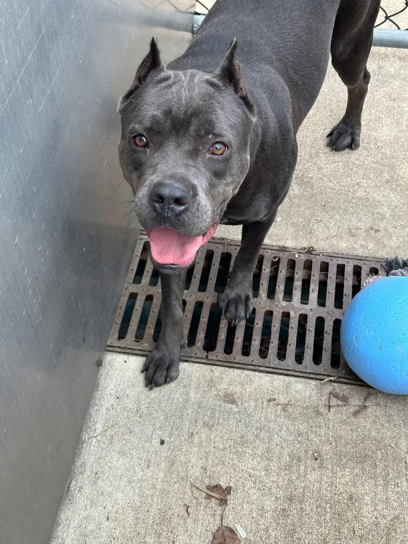 An adult medium-sized female Gray / Blue / Silver Cane Corso dog named Iceland for adoption in Chicago, IL