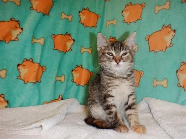 A baby small-sized female Domestic Short Hair cat named Iris for adoption in San Jose, CA