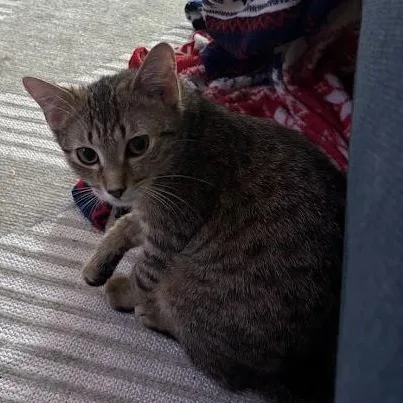 Broccoli Cheddar thumbnail 2