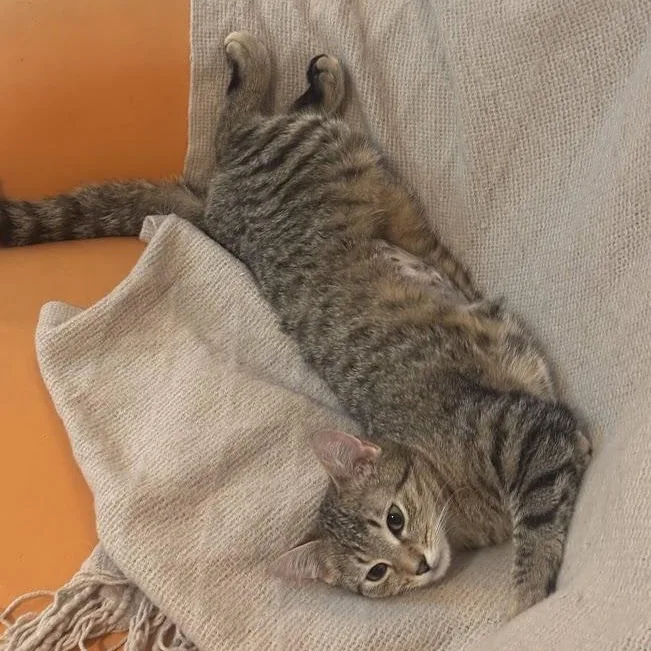 Broccoli Cheddar thumbnail 3