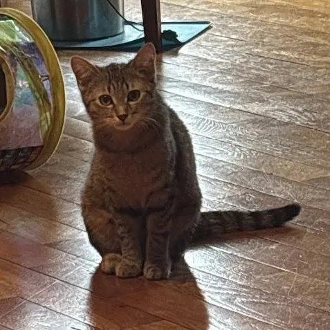 Broccoli Cheddar thumbnail 4