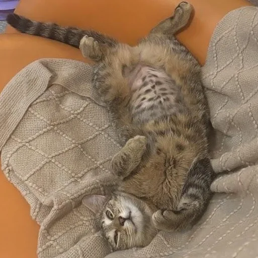 Broccoli Cheddar thumbnail 5