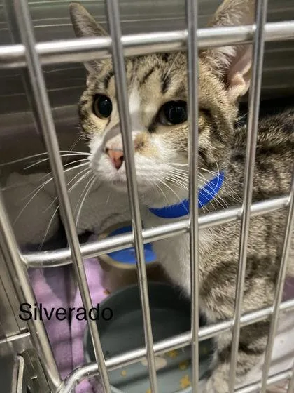 A young medium-sized male Domestic Short Hair cat named Silverado for adoption in Hobart, IN