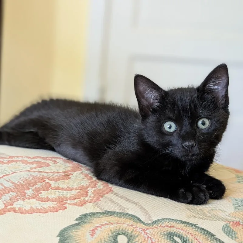 A baby small-sized female Black Domestic Short Hair cat named Jadonna for adoption in Baltimore, MD