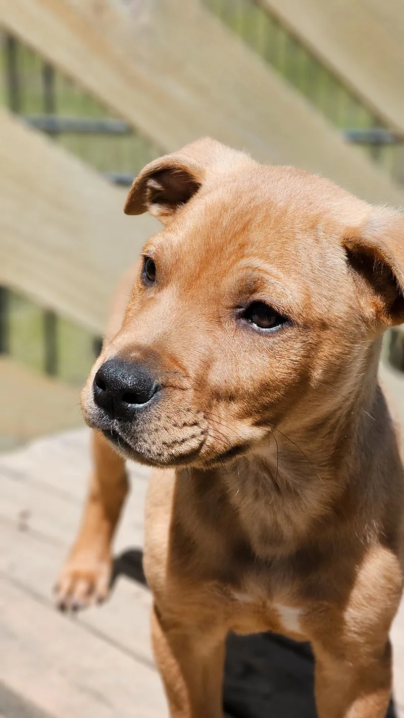 A baby medium-sized male Labrador Retriever dog named Titan for adoption in Cordova, TN