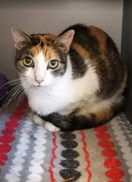An adult medium-sized female Domestic Short Hair cat named Sassy for adoption in Waupaca, WI