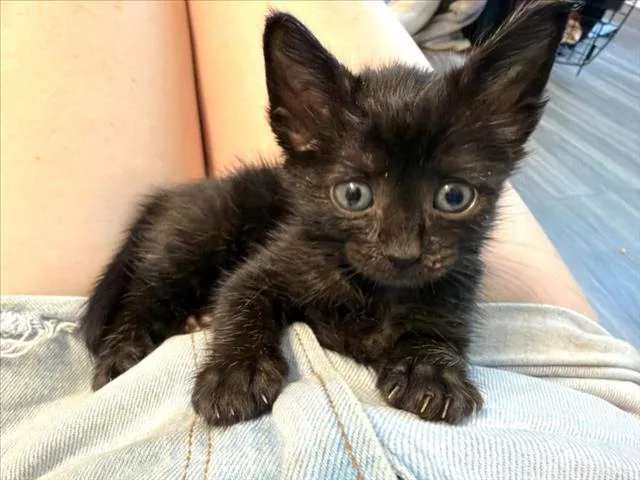 A baby small-sized male Domestic Short Hair cat named Starling for adoption in Chapel Hill, NC