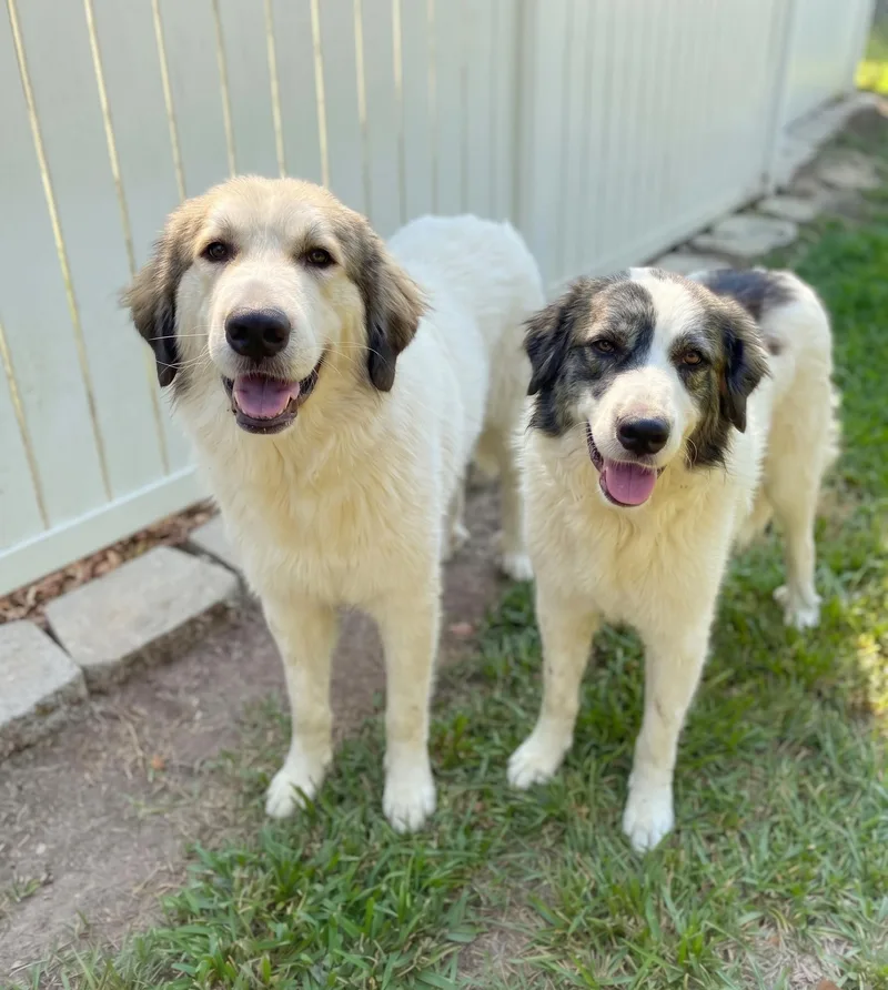Sampson & Delilah  thumbnail 4