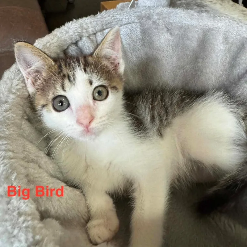 A baby small-sized female Brown / Chocolate Domestic Short Hair cat named Big Bird for adoption in Parkersburg, WV