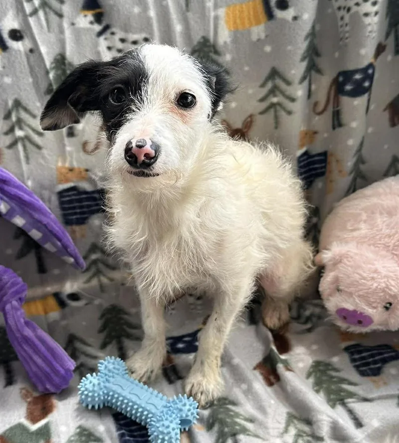 A baby small-sized female Black Dachshund (Long Haired) dog named Blossom for adoption in Hopkinton, MA