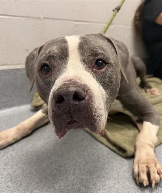 A senior medium-sized male Pit Bull Terrier dog named Charles for adoption in Indianapolis, IN