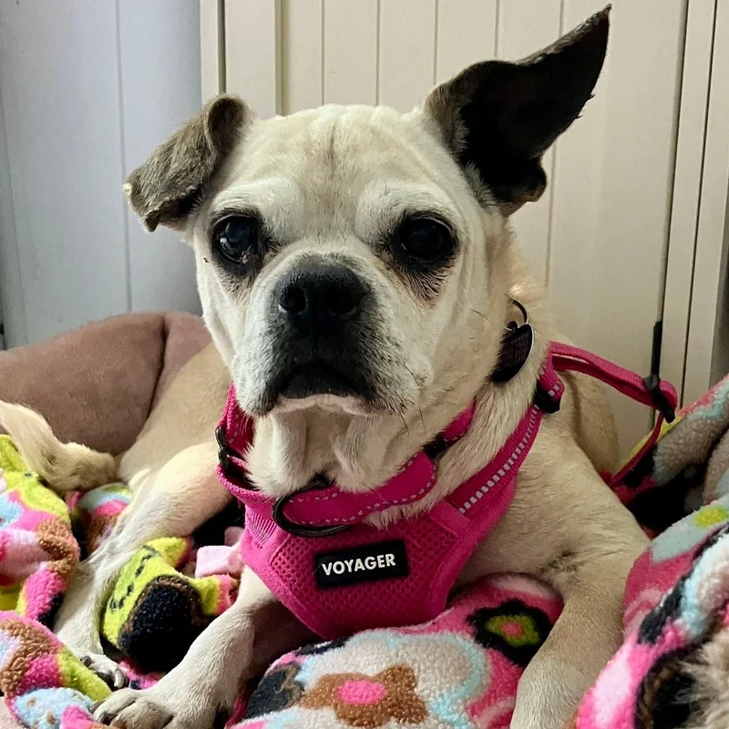 A senior small-sized female White / Cream Chug dog named Mrs. Beasley for adoption in Rockville, MD