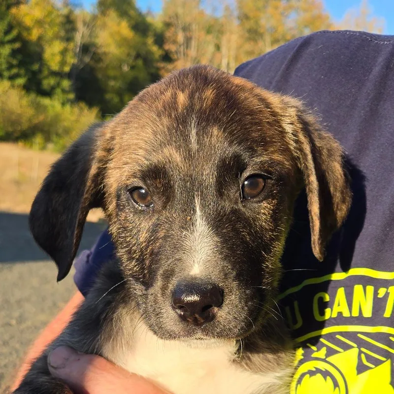 A baby small-sized male Mixed Breed dog named Goran for adoption in Oakville, WA