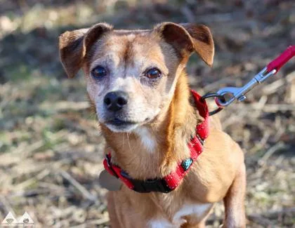 A senior small-sized female Mixed Breed dog named Debbie for adoption in Lowell, MA
