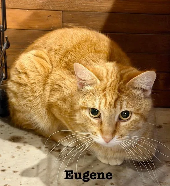 A young medium-sized male Domestic Short Hair cat named Eugene for adoption in Cloquet, MN