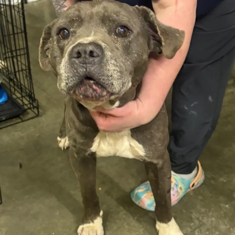 Chance Ironheart thumbnail 3