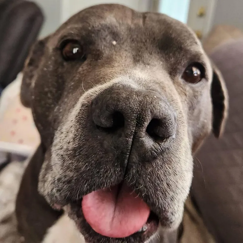 Chance Ironheart thumbnail 5