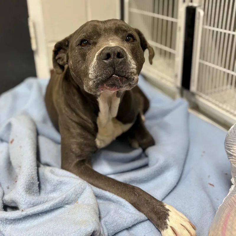 Chance Ironheart thumbnail 6