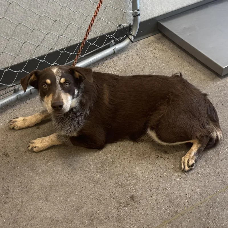 A young medium-sized male Red / Chestnut / Orange Mixed Breed dog named Red for adoption in Las Cruces, NM