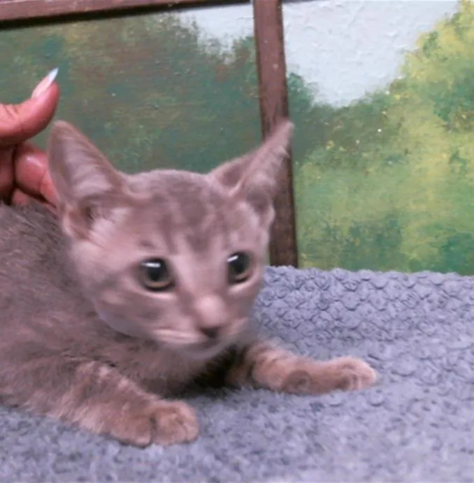 A baby small-sized female Domestic Short Hair cat named Zoe for adoption in Houston, TX