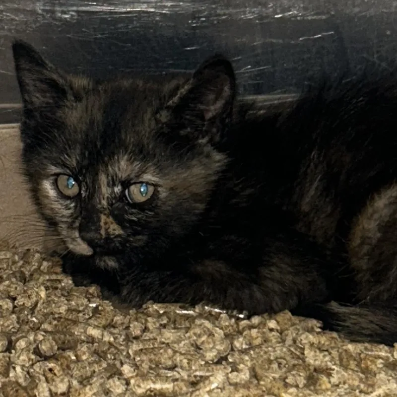 A baby small-sized female Brown / Chocolate Domestic Short Hair cat named Snow for adoption in Newark, NJ
