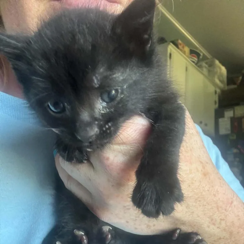 A baby small-sized male Black Domestic Short Hair cat named Dennis for adoption in Ferndale, WA