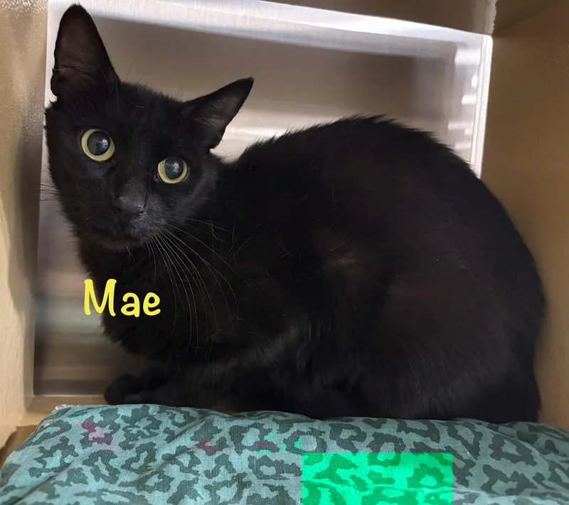An adult medium-sized female Black Bombay cat named Mae for adoption in Phoenix, AZ
