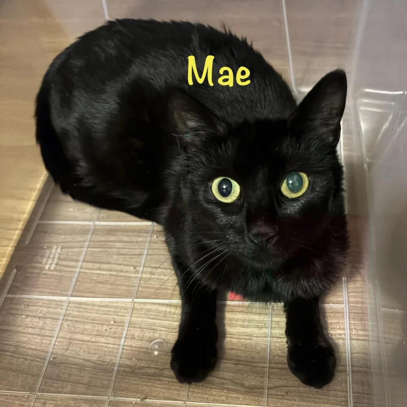 Mae thumbnail 2