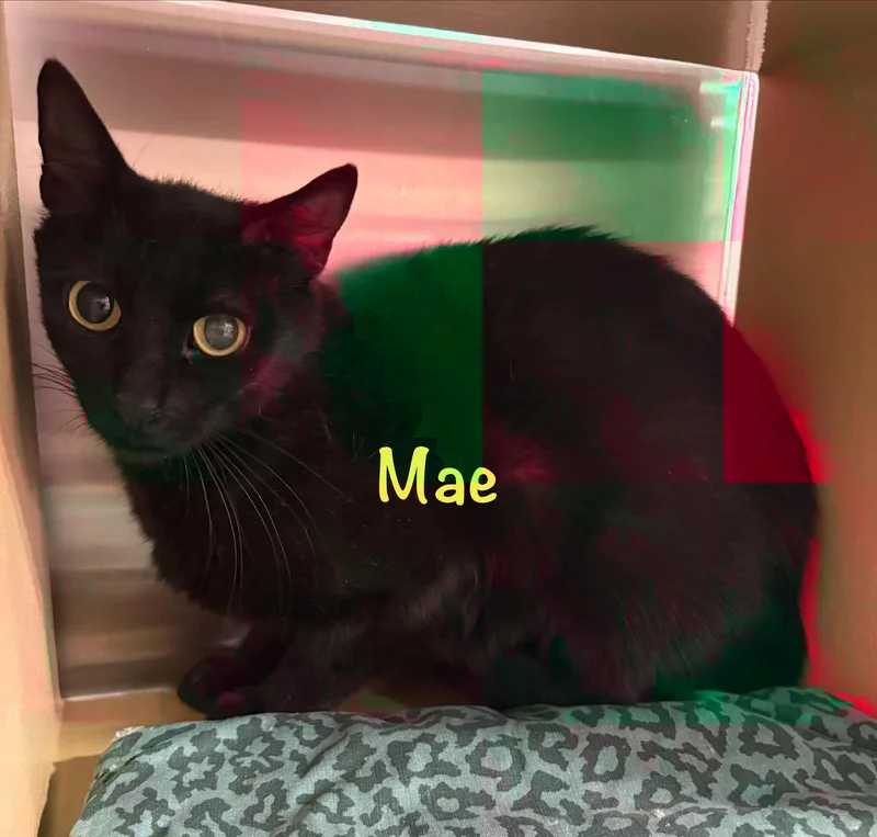 Mae thumbnail 3