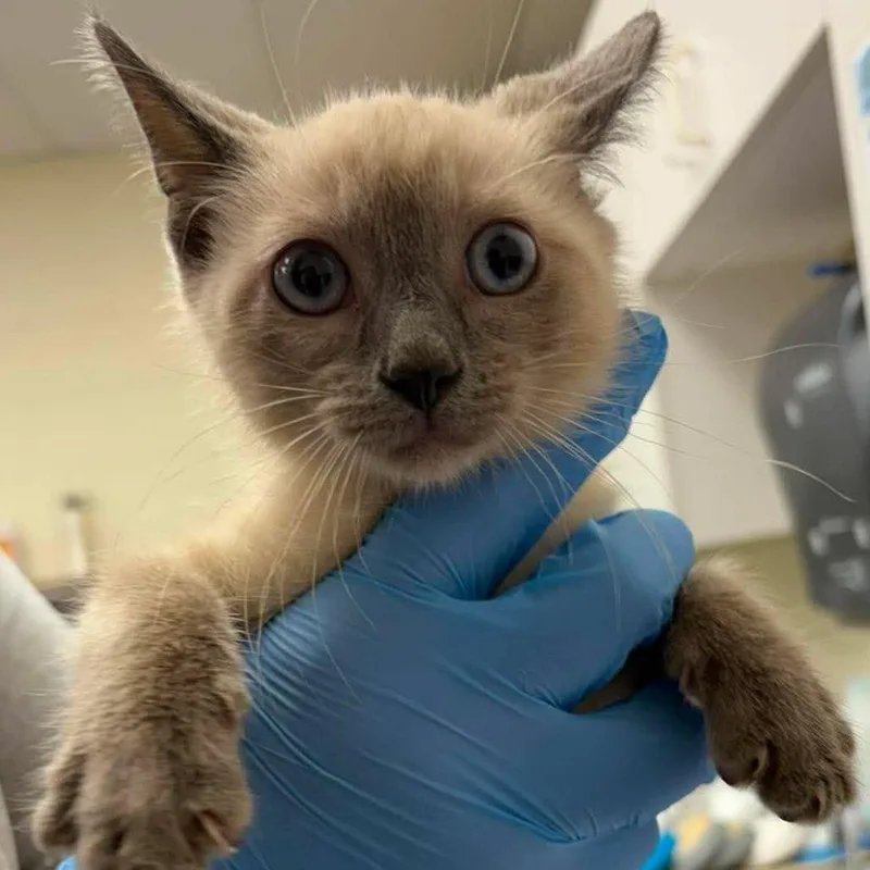 A baby small-sized male Cream / Ivory Domestic Short Hair cat named Coconut for adoption in Bastrop, TX