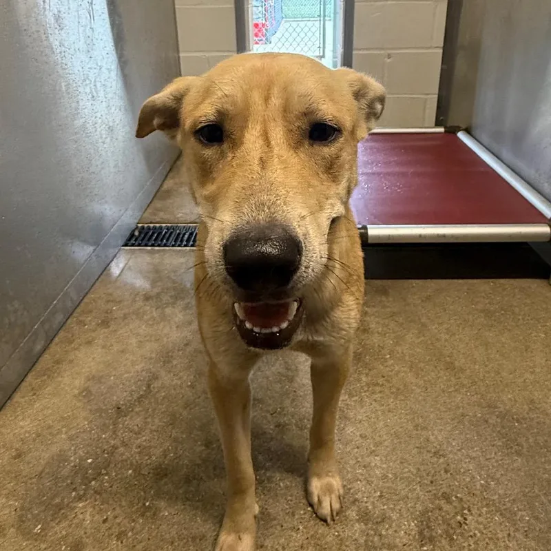 A young medium-sized male Yellow / Tan / Blond / Fawn Mixed Breed dog named Timmy for adoption in Sand Springs, OK
