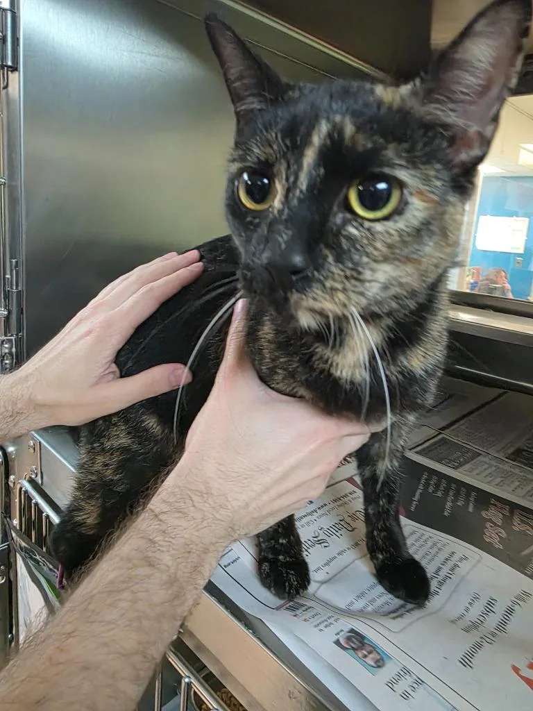 Junebug  Midnight thumbnail 2