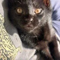 A young small-sized male Black Domestic Short Hair cat named Gully for adoption in Rockville, MD