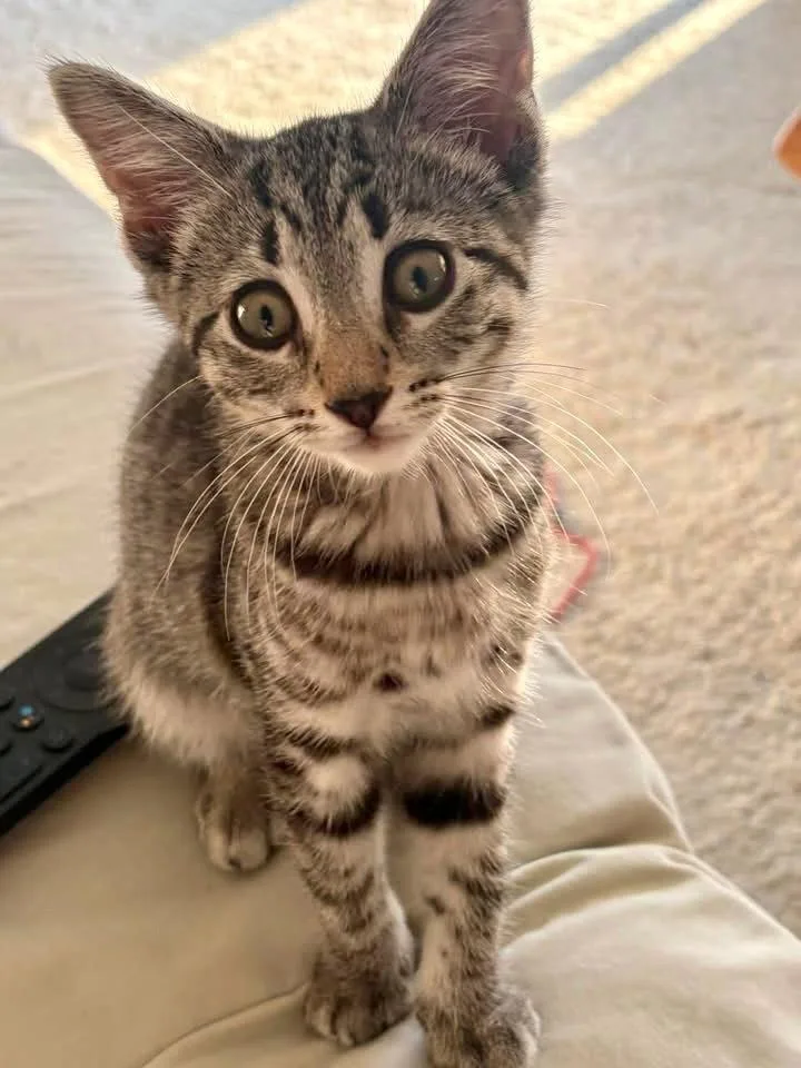 A baby medium-sized female Domestic Short Hair cat named Scout for adoption in Penndel, PA