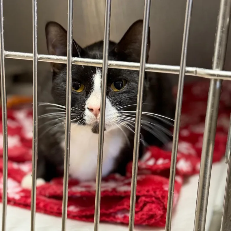 Walter Goose thumbnail 2