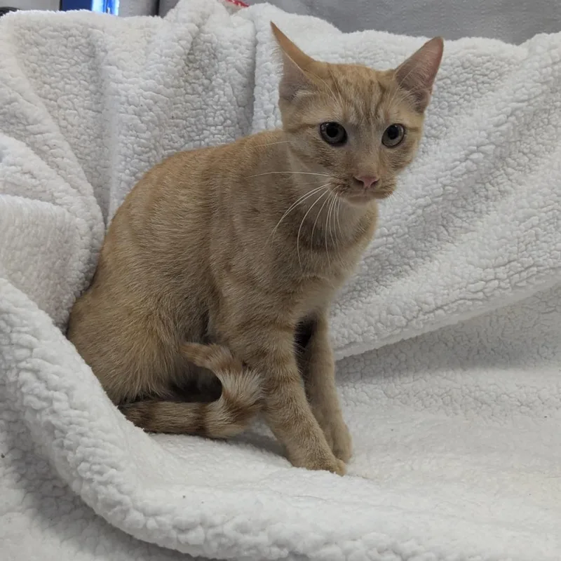 A young medium-sized female Domestic Short Hair cat named Sophie for adoption in Wahiawa, HI
