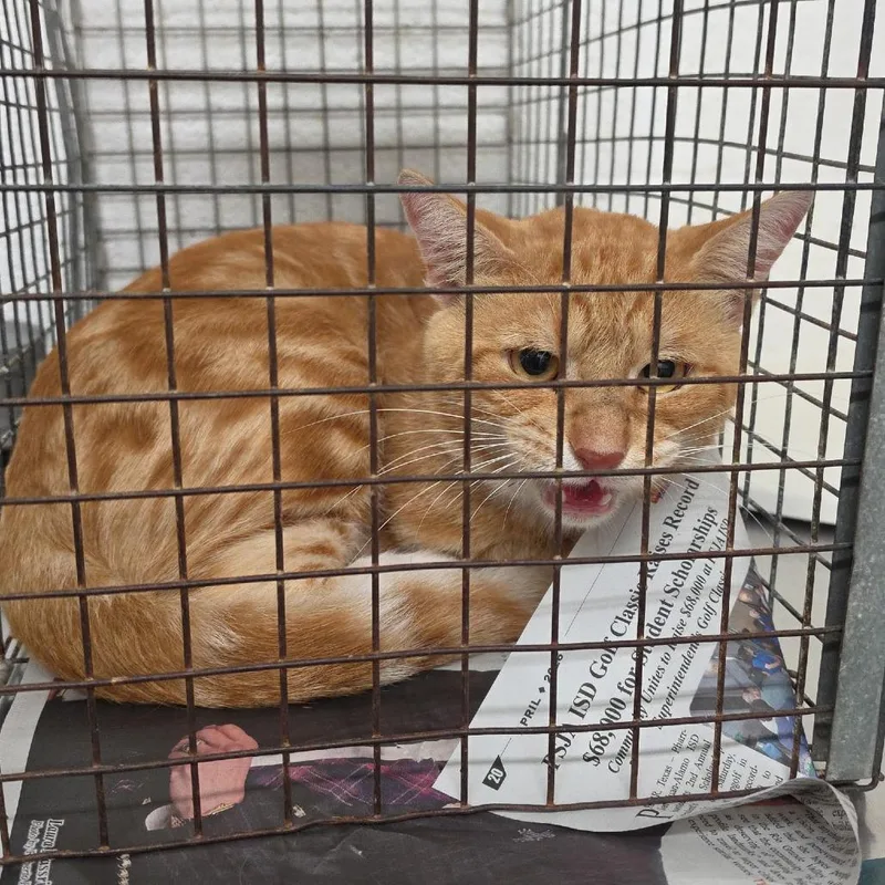A baby large-sized male Domestic Short Hair cat named Nicky Poo for adoption in Edinburg, TX
