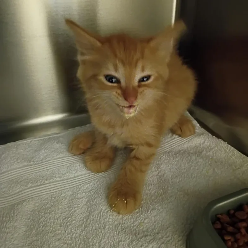 A baby small-sized female Orange / Red Domestic Long Hair cat named StrayMilgenRoad for adoption in Columbus, GA