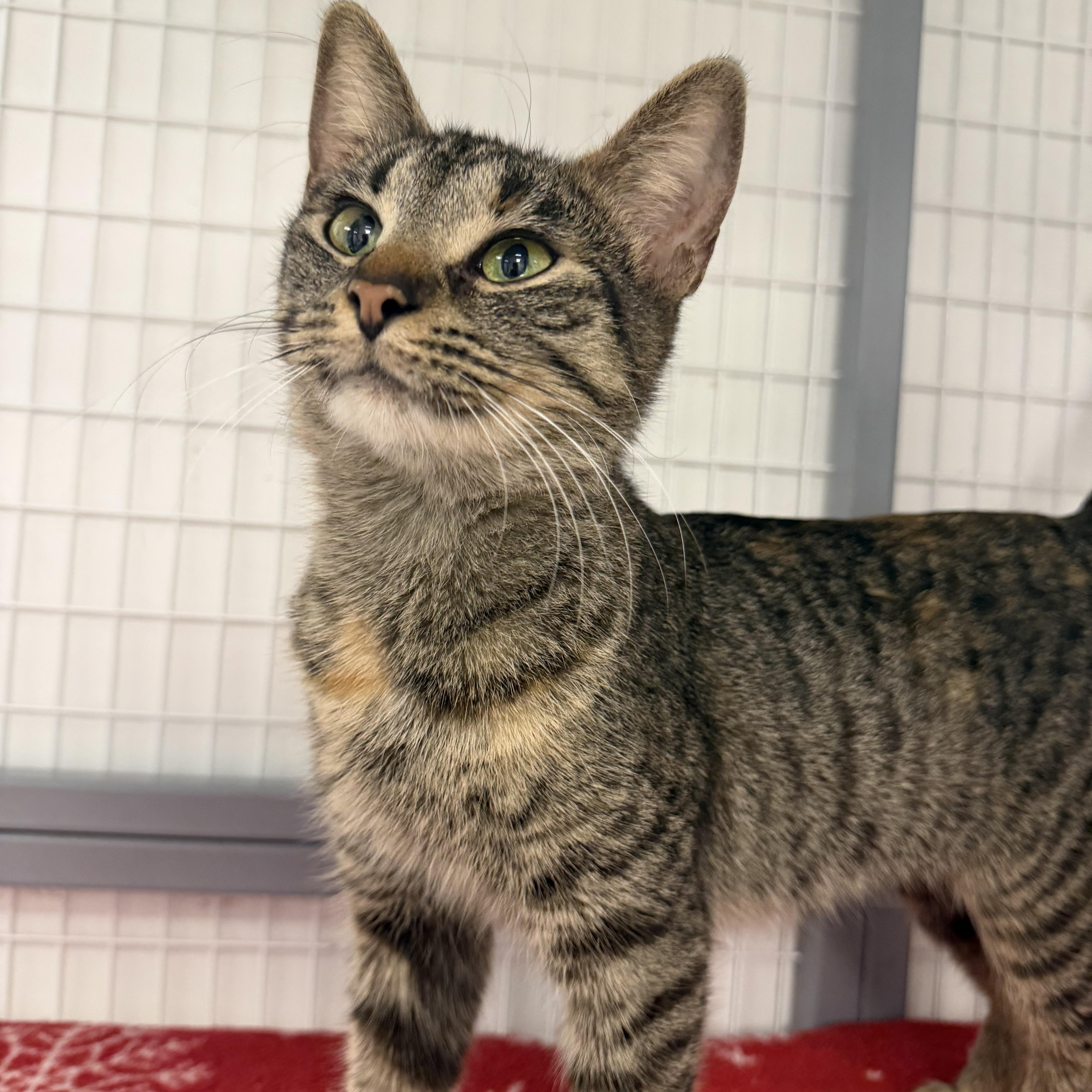 A young medium-sized female Torbie Domestic Short Hair cat named Lyra for adoption in Hudsonville, MI