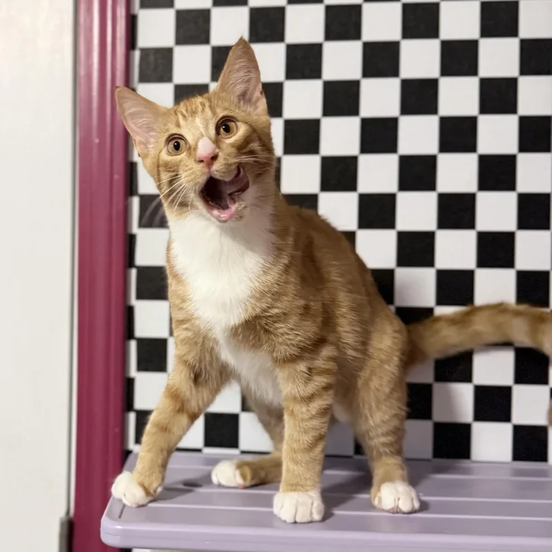 A baby small-sized male Orange & White Domestic Short Hair cat named Enzo for adoption in Sweetwater, TN