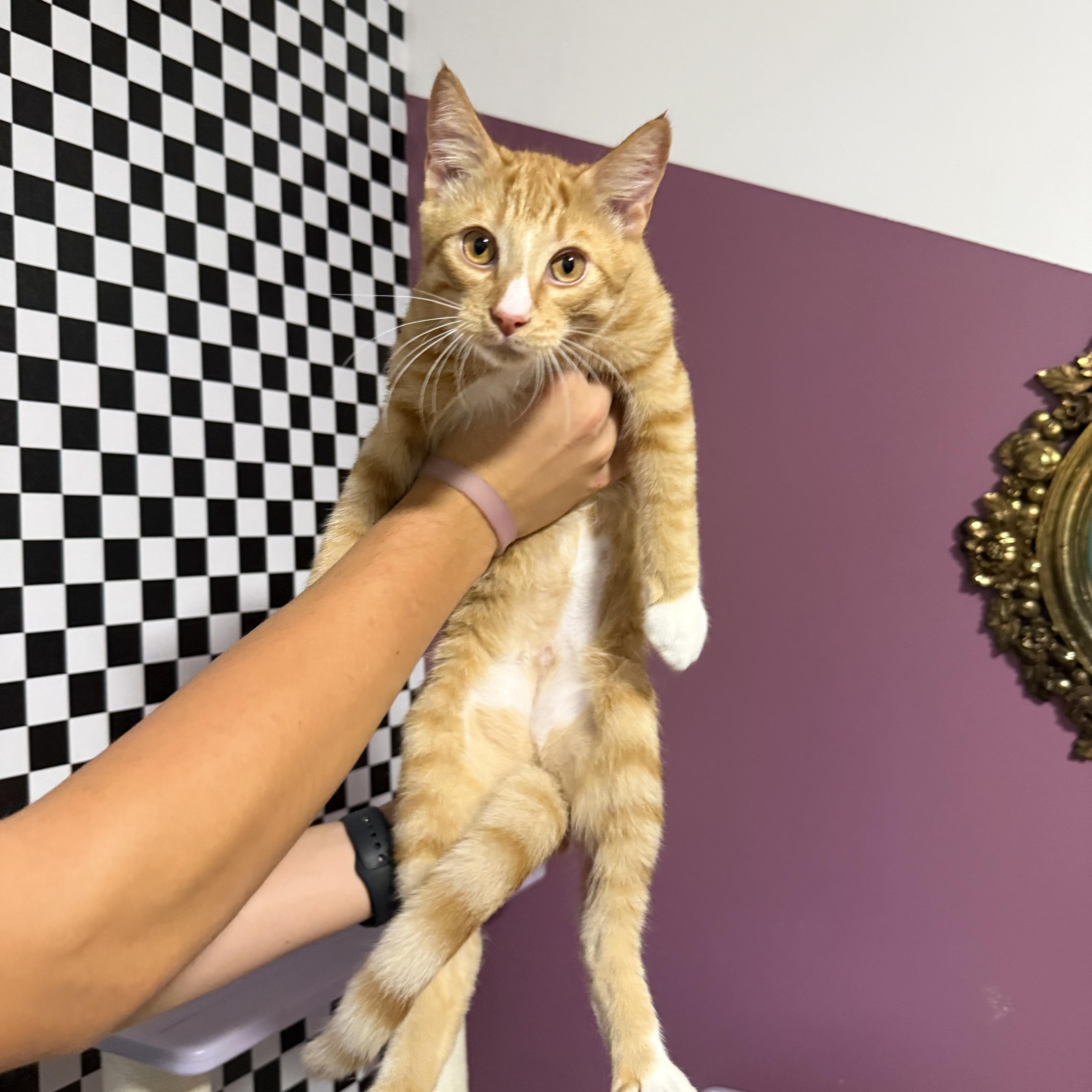 Enzo thumbnail 2