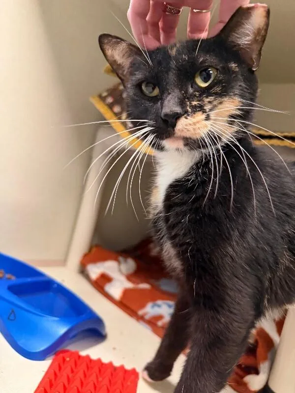 Tortoise thumbnail 2